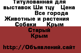 Титулованная для выставок Ши-тцу › Цена ­ 100 000 - Все города Животные и растения » Собаки   . Крым,Старый Крым